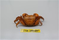 藏品(中型東方蟹)的圖片